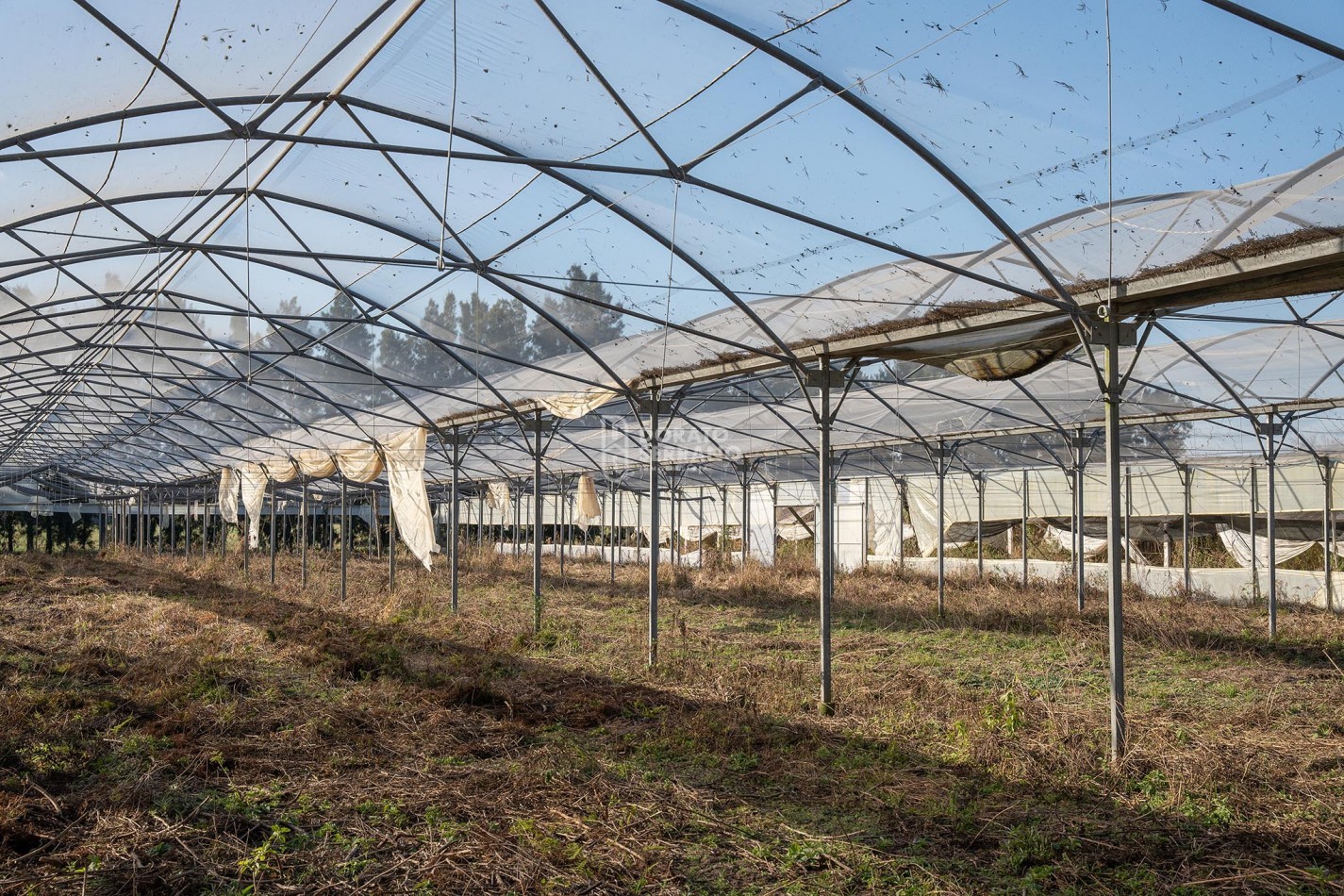 CAMPO  AGRICOLA /109 Ha. + RIEGO + INSTALACIONES = ESTABLECIMIENTO FULL!